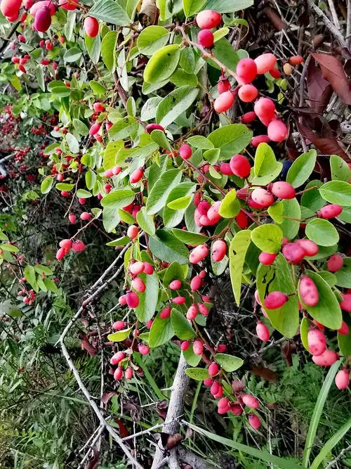 光枝勾儿茶,中药名.