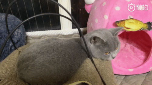 网友家养了两只猫,一只英短蓝猫一只美短加白,有一次主人发现家里的美