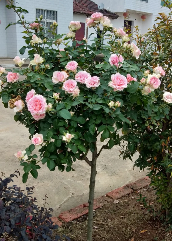 山上挖一棵野蔷薇,回家绑上月季枝,立马变成高价老桩!