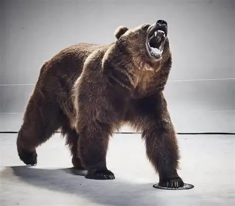 熊出没,肆意嚎叫,嚣张逡巡日本小镇,怪物狼一出胆小逃走