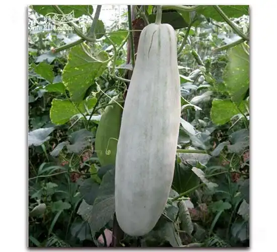 牛角酥甜瓜种子荃银瓜菜