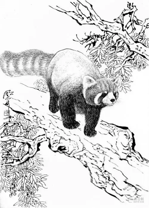 动物白描图