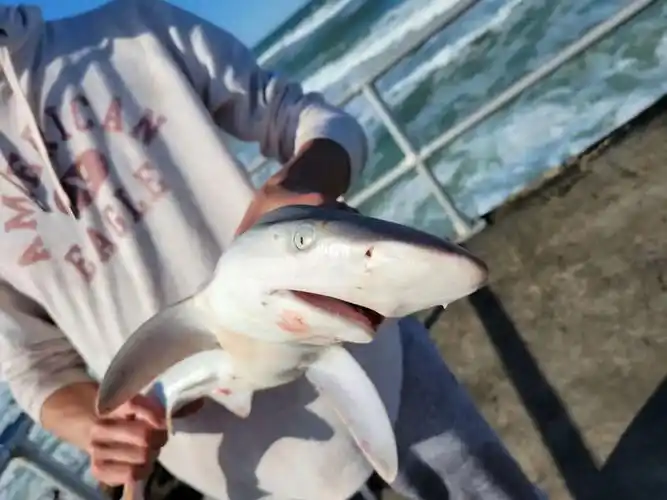 分享一只钓到的鲨鱼