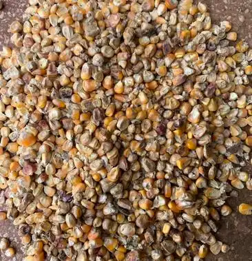 次玉米,霉变玉米,坏玉米,酒精玉米出售.