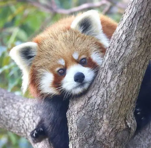 小熊猫 - 堆糖,美图壁纸兴趣社区