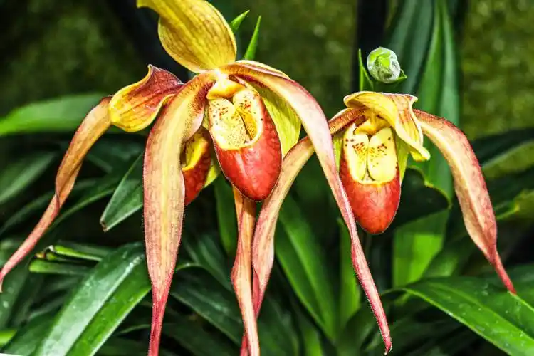 原创极品洋兰鉴赏二