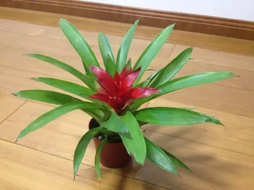 我的这盆凤梨科植物是什么品种啊?能否水养啊?