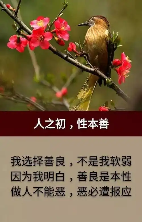 你要善良但是你的善良必须要有锋芒