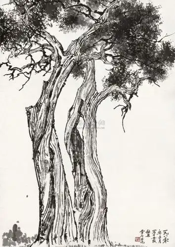 0121 1980年作 柏树 立轴 水墨纸本