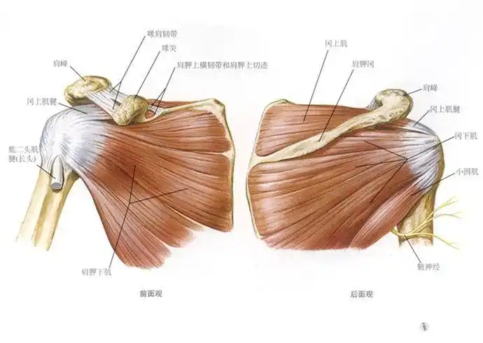 肩袖的组成及肩袖撕裂