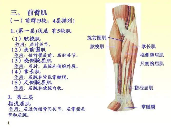 肌肉组织下ppt_word文档在线阅读与下载_无忧文档