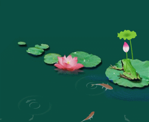 【春城秀】搭上高铁或自驾,"荷塘碧色"尽收眼底_荷花