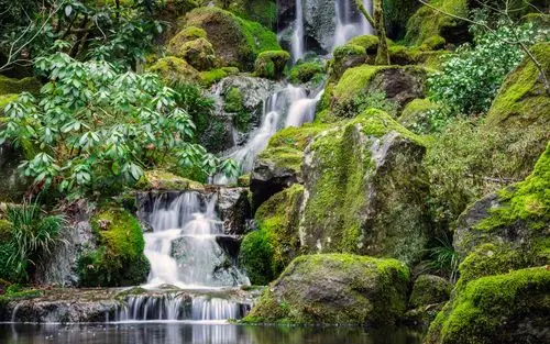 原始森林自然风光高清照片桌面壁纸