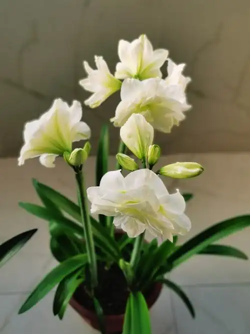 白色重瓣朱顶红