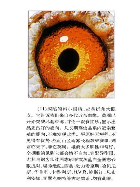 美文欣赏祝匡武黄眼志点评