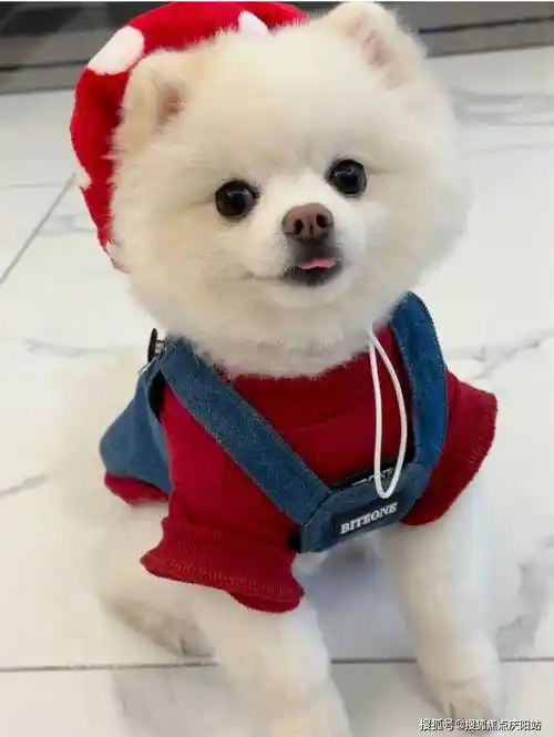 上海买博美犬首页网站(上海闵行区)买博美犬的宠物店哪家口碑好