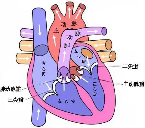 河南省人民医院权晓强|病变|三尖瓣|瓣膜病|-健康界