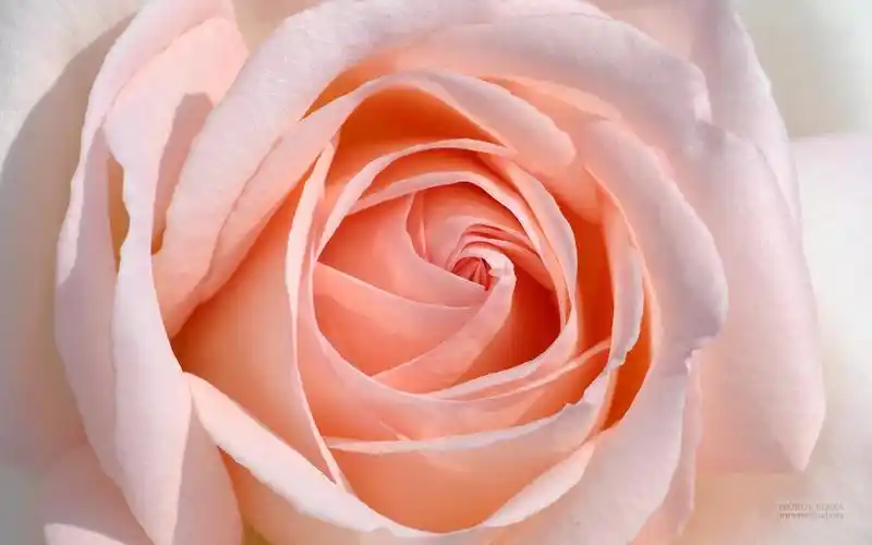 法国meilland玫昂玫瑰高清大图桌面壁纸