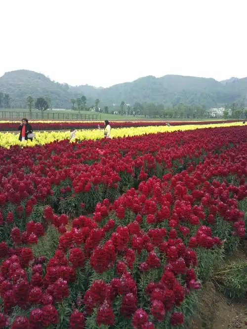 走进山里江南蝶恋花海,揭开贵州最美花海神秘面纱