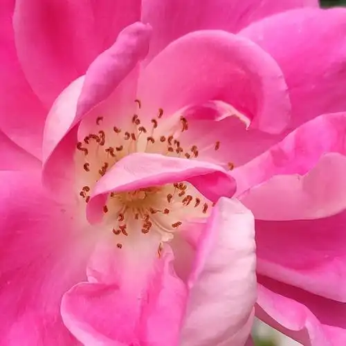 手机微焦摄月季花花芯