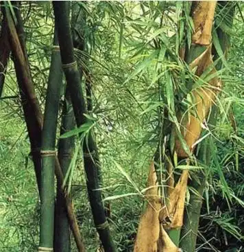 竹茹图片竹茹的功效与作用