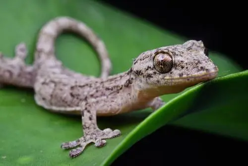 小壁虎图片第3张