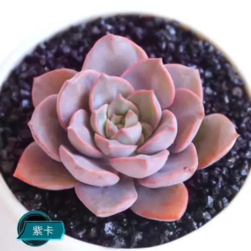 50款梦幻高贵紫色多肉,总有一款是你的最爱