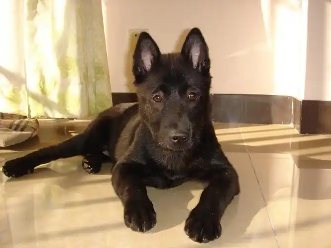 我有一只可爱的黑色小土狗