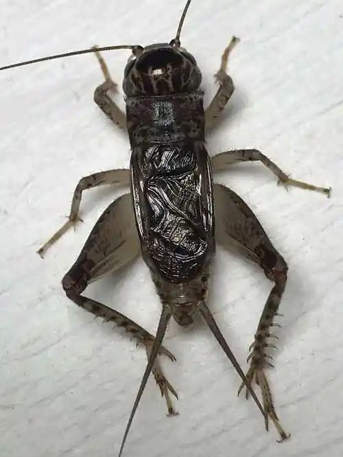 拍品列表 - 蟋蟀网交易市场