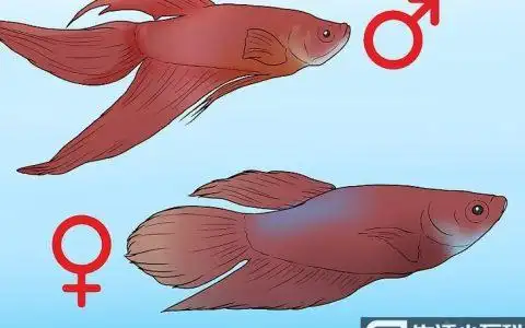 9个小方法教你判断斗鱼的性别