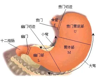 展开全部 不仅仅是你的胃,所有人的胃都是这样的,这与它的解剖有关.