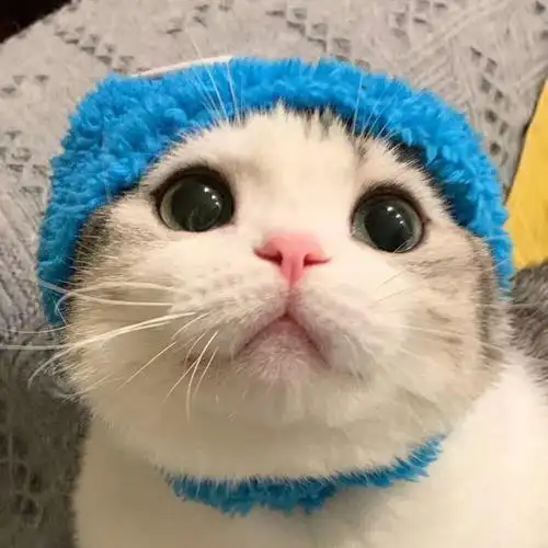 萌宠猫咪头像可爱