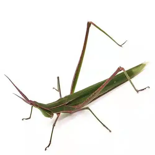 新鲜冷冻中华剑角蝗梢马甲扁担钩尖头蚂蚱蚱蜢蝗虫250g 2件包邮