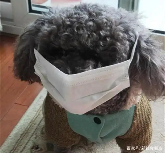 狗戴口罩防肺炎,网友质疑:爱狗还是炫耀?