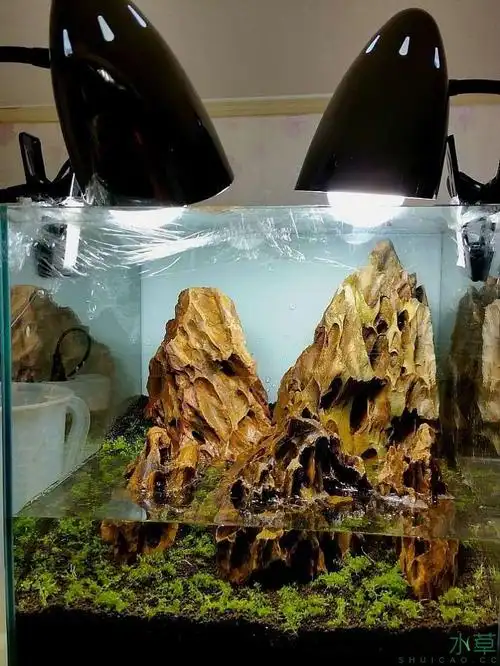 发一小清新的松皮石造景缸