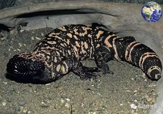 一种比平头哥还拉风的蜥蜴,体内有剧毒可以三个月不吃不喝