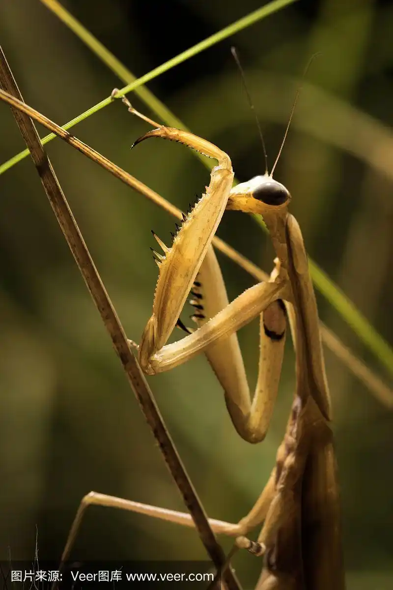 褐色,螳螂,自然,垂直画幅,草地