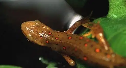 东方蝾螈东方蝾螈又名巴西火龙,原产地为中国东部与南部各省份,蝾螈属