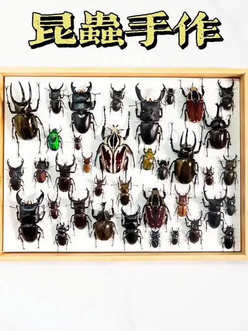 60论如何拥有你想要的昆虫标本独家秘诀