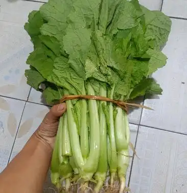 云南普洱青菜苦菜农家特色蔬菜煮汤素炒