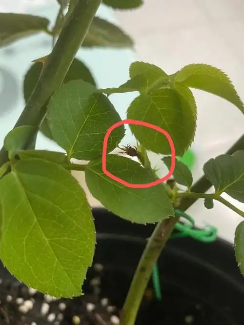 月季好不容易冒得芽,全被霍霍成这了,是蓟马没错吧,太可恨了,蓟马是最