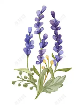 蓝色卡通手绘薰衣草矢量图片