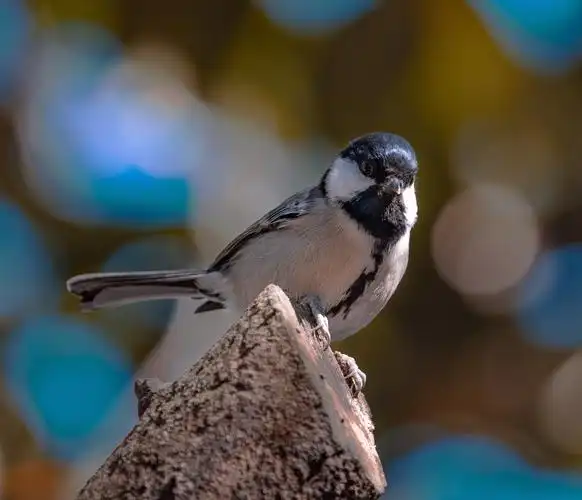 我家养的小白鸟(珍珠鸟)