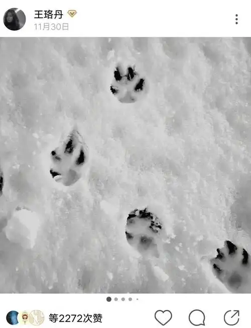 狗狗的脚印,也是黑白照