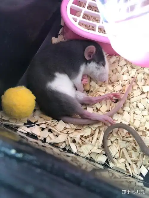 花枝鼠好凶怎么办