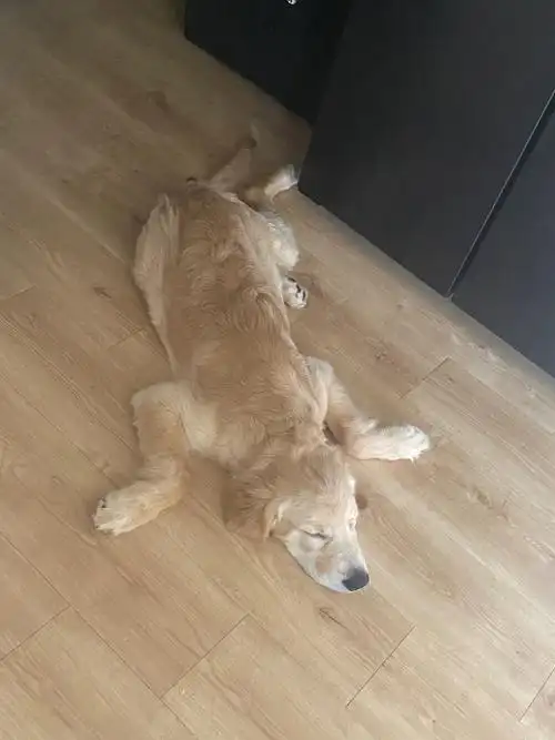 狗狗突然这个姿势睡觉是什么情况啊