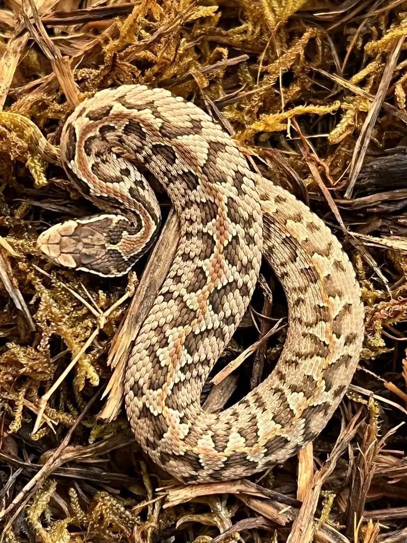 短尾蝮(国产毒蛇颜值担当) 非常漂亮的三条变异短尾蝮,而且三条蛇的