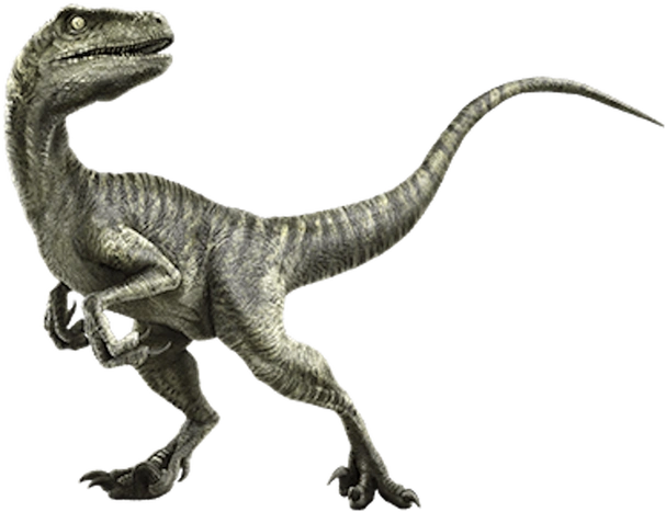 迅猛龙:锋利爪子与鸟类亲缘关系的探秘