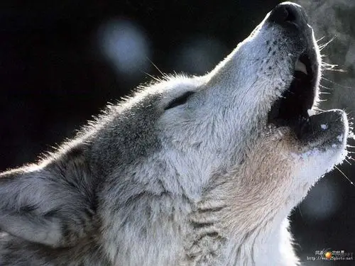 剑游天涯-饿狼传说 [37张]