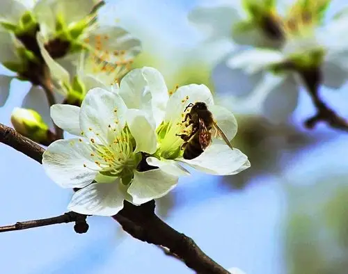 春天万物复苏,桃红柳绿.花儿争相绽放,一派生机勃勃的景象.